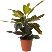 Croton / Codiaeum variegatum